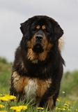 DOGUE DU TIBET 235